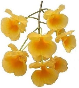 Orquídea Dendrobium Agregatum Plantas Adultas Flores Amarelo Ouro Exótica Rara