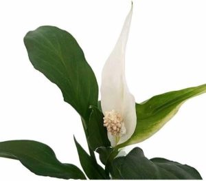 Muda Mini Lírio Da Paz Planta Adulta Natural Spathiphyllum Vaso Plástico 10