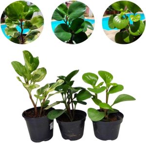 Kit 3 Peperômia Planta Natural Mudas Variada Pote10 Especial Plantas Vivas Verde