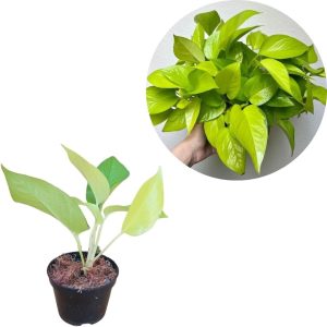 Jiboia Verde Neon Planta Natural Folhagem Exotica Trepadeira