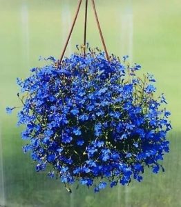 Sementes de Lobélia Azul P/Mudas Flores Originais Belas Vasos Jardins