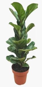 Ficus Lirata Planta natural 100% orgânica - Verde exuberante 60cm - Perfeito para decoração de sala e casa, escritório e lojas - Muda de plantas, ornamental, decorativa.