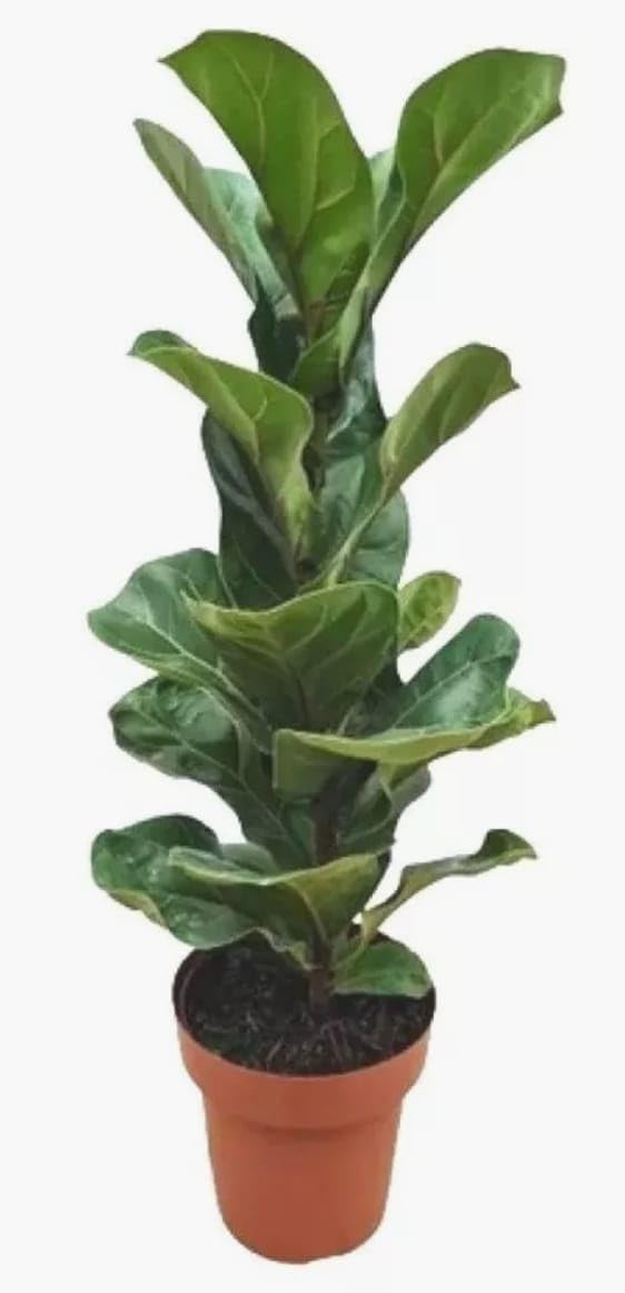 Ficus Lirata Planta natural 100% orgânica - Verde exuberante 60cm - Perfeito para decoração de sala e casa, escritório e lojas - Muda de plantas, ornamental, decorativa. 1 Ficus Lirata Planta natural 100 organica Verde exuberante 60cm