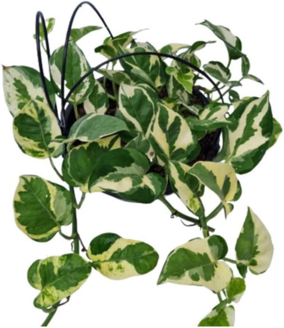 Jibóia Njoy Planta Natural Folhas Variegata Vs 10 Raridade Exótica Linda Flor 1 Jiboia Njoy Planta Natural Folhas Variegata Vs 10 Raridade