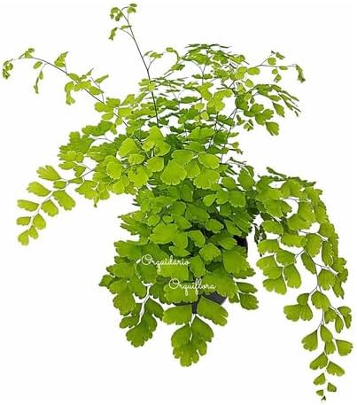 Muda Avenca Cabelo-de-vénus Planta Natural Exótica Com Vaso Decorativa Para Jardins Ambientes Internos Externos 1 Muda Avenca Cabelo de venus Planta Natural Exotica Com Vaso Decorativa Para