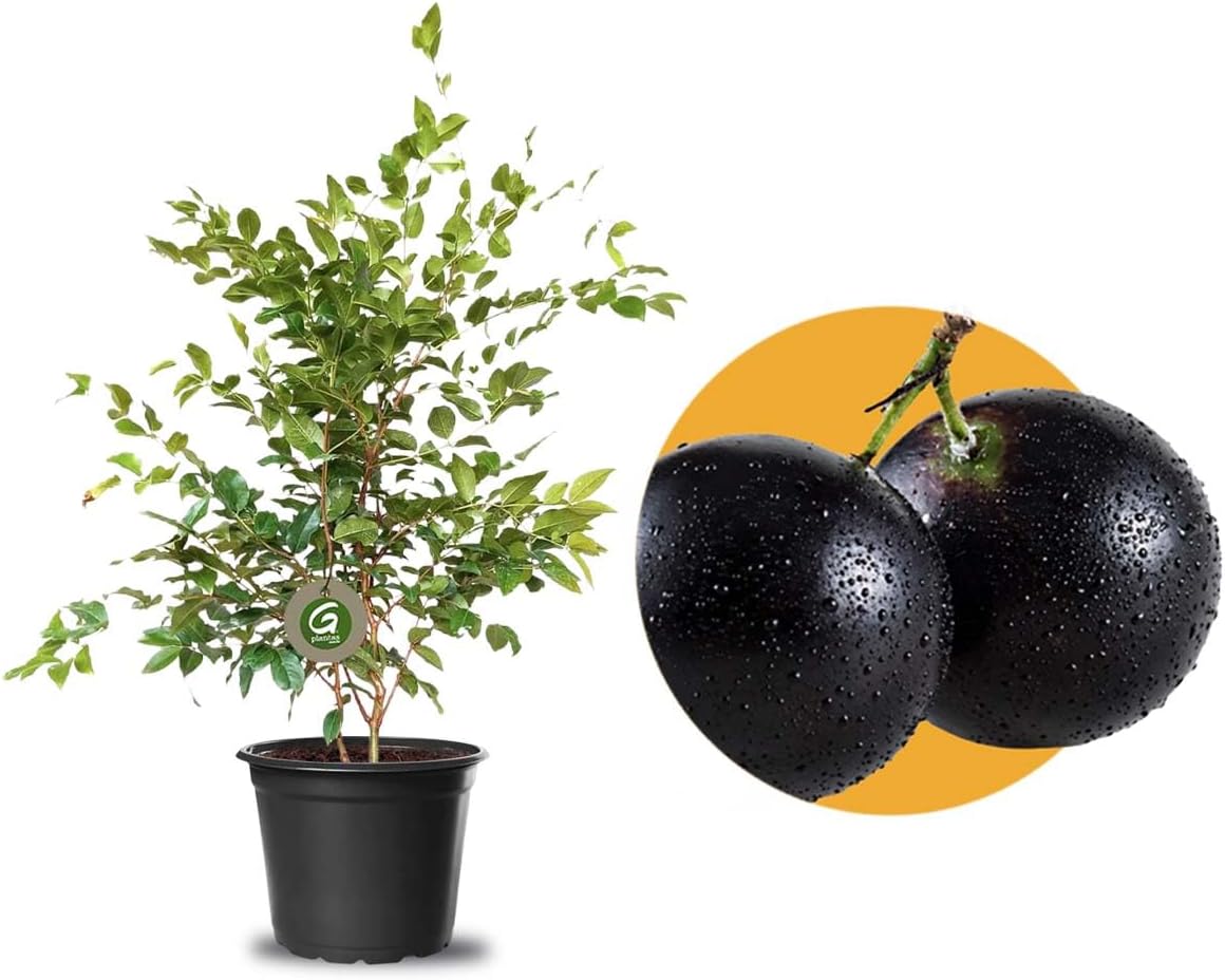 Muda De Jabuticaba Híbrida Ideal Para Vasos 1 Muda De Jabuticaba Hibrida Ideal Para Vasos