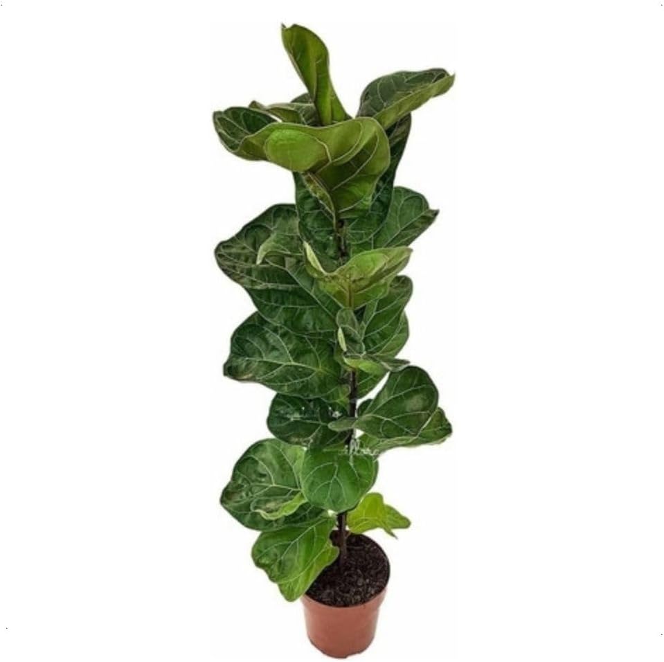 Muda Ficus Lyrata - Figueira-lira Planta Natural Ornamental 1 Muda Ficus Lyrata Figueira lira Planta Natural Ornamental