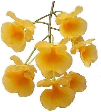 Orquídea Dendrobium Agregatum Plantas Adultas Flores Amarelo Ouro Exótica Rara 1 Orquidea Dendrobium Agregatum Plantas Adultas Flores Amarelo Ouro Exotica Rara