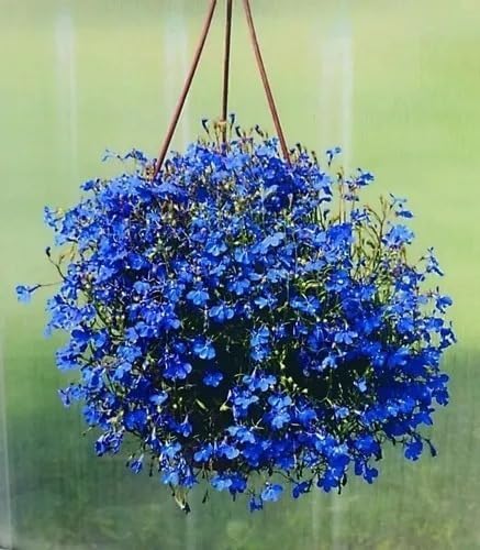 Sementes de Lobélia Azul P/Mudas Flores Originais Belas Vasos Jardins 1 Sementes de Lobelia Azul PMudas Flores Originais Belas Vasos Jardins
