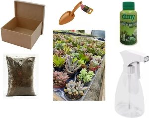 Kit Cultivo 10 Mudas Suculentas Naturais Terra Vasos Adubo E Pazinha