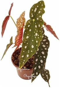 Muda De Begonia Maculata Planta Natural Exótica Com Vaso Plástico Rara
