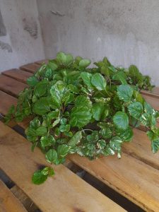 Planta natural Dolar - Verde exuberante Cuia 17 - Perfeito para decoração de sala e casa - Muda de plantas