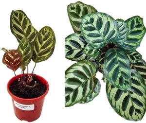 Muda Maranta Pavão - Goeppertia Makoyana - Planta Natural