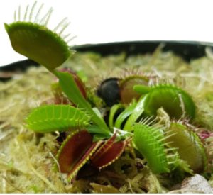 Kit 2 Plantas Carnívora Dionaea Apanha-Moscas Planta Natural Perene 1 Kit 2 Plantas Carnívora Dionaea Apanha-Moscas Planta Natural Perene