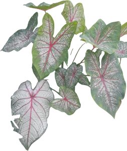 Caladium Coração Vermelho 40cm Linda! plantas naturais de decoração de casa - Mudas de plantas naturais