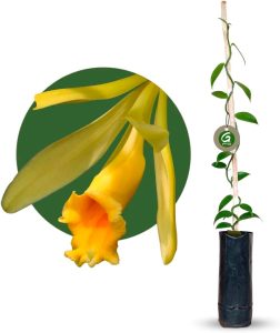 Muda de Orquídea Baunilha Vanilla Planifolia Feita Por Estaca