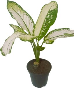 Planta Natural Comigo Ninguem Pode-Linda muda decorativa interior e exterior salas escritório lojas