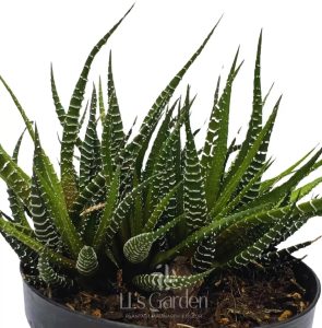 Mudas Cactos Rabo De Lagartixa Plantas Naturais Coleção Rara