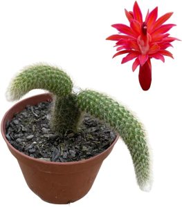 Cactos Rabo de Macaco Muda Natural Raíz Propria Fácil Cultivo