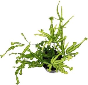 Muda de Samambaia Pteris Cretica Mayii, Planta Natural, Pequeno Porte, Vaso Plástico 10