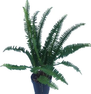 Samambaia De Sol Planta Natural Adulta Rara Vaso 15