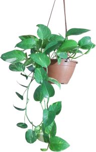Planta natural 100% orgânica Jibóia- Verde exuberante Cuia 25 c 1,30m - Perfeito para decoração de sala e casa, escritório e lojas - Muda de plantas, plantas pendentes, ornamental, decorativa.