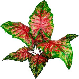 Planta Folhagem Comigo Ninguém Pode Planta 71cm Com 9 Folhas