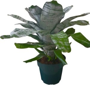 Aechmea Fasciata Planta 100% Natural rara novidade Planta orgânica folhas variegatas exuberante - Perfeita para decoração de sala e casa, escritório e lojas - ornamental, decorativa.