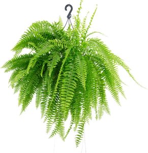 Muda De Samambaia Natural Bem Desenvolvida Acompanha Vaso