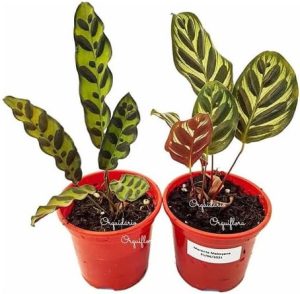 Kit 2 Mudas Maranta Cascavel E Pavão Com Plantas Naturais Exóticas Raras