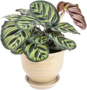 Muda de Maranta Makoyama Pote 12 Planta Natural 45cm