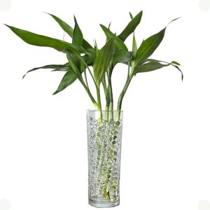 Bambu Da Sorte Natural 5 Hastes em Vaso de Vidro para Decoração