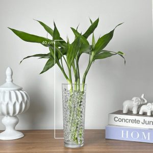 Bambu Da Sorte Natural 10 Hastes em Vaso de Vidro para Decoração