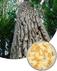 100 Sementes de Peroba Poca (Aspidosperma cylindrocarpon) Arvores nativas