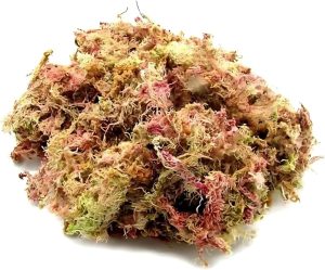 Musgo Sphagnum 40g Substrato Natural para Orquídeas Plantas Carnívoras e Decoração Alta Absorção e Pureza Superior