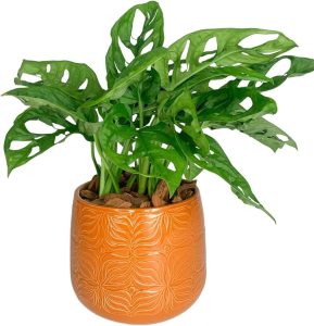 Vaso de Mesa para Plantas Decorativo Cachepot de Cerâmica (Laranja)