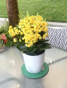 03 TAPETINHOS ABSORVENTES PARA VASOS DE PLANTAS (15 cm diâmetro, verde)