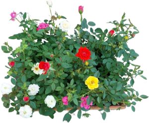 Kit 5 Mudas Mini Rosas Natural Planta Decoração Jardim Mista Ideal Vasos Jardineiras