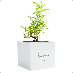Kit Horta Vertical Vaso + Sementes e Substrato Para Chá Jardineiras Salmão (Lavanda, Creme, 1)