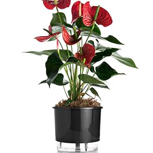 1744236232 282 Vaso Auto Irrigavel N 03 Raiz Preto