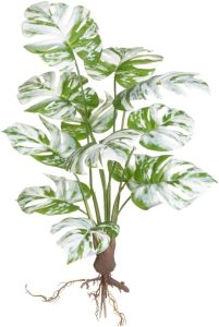 Planta Artificial Costela de Adão Com Tronco Raízes, Decoração para Casa, Sala de Estar, Quarto, Escritório - Loja Sensorial (Grande Verde Branco 60cm)