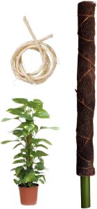 Tutor Para Plantas Trepadeira Bastão Fibra De Coco e Bambu Para Orquídeas Jiboias