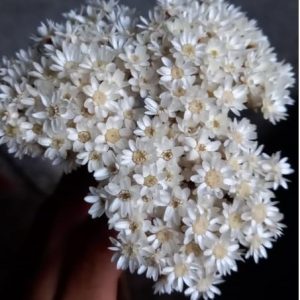 Flor sempre viva e sempre viva EXTRA TIPO 1, buquê com 800/1000 flores sempre vivas, Flores secas desidratadas(EXTRA natural,800 flores)