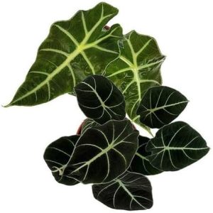 Kit 2 Mudas Alocasia Black Velvet E Polly Plantas Naturais