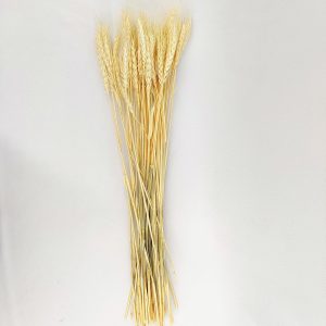 Trigo Desidratado Natural Capim Folhagem Planta 70x9cm Maço