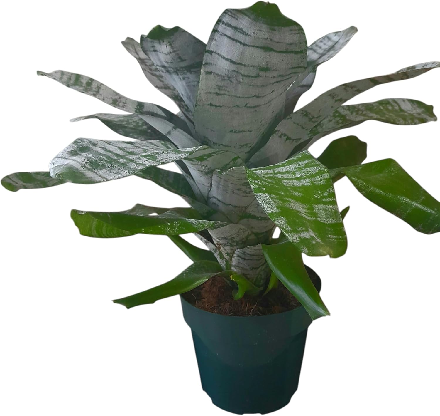 Aechmea Fasciata Planta 100% Natural rara novidade Planta orgânica folhas variegatas exuberante - Perfeita para decoração de sala e casa, escritório e lojas - ornamental, decorativa. 1 Aechmea Fasciata Planta 100 Natural rara novidade Planta organica folhas