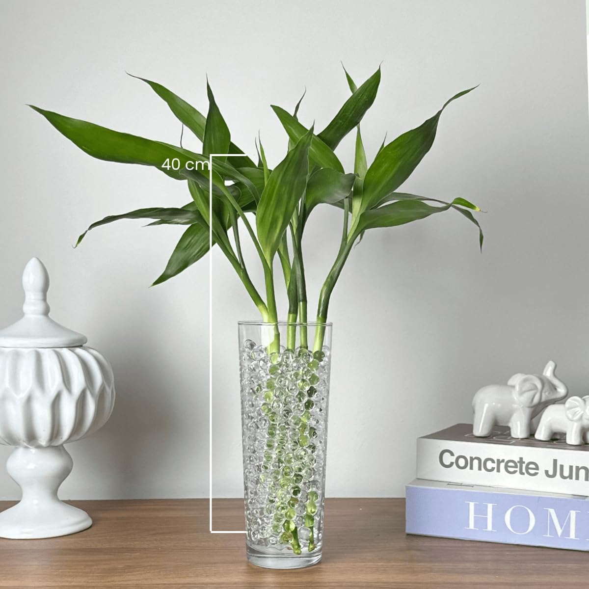 Bambu Da Sorte Natural 10 Hastes em Vaso de Vidro para Decoração 1 Bambu Da Sorte Natural 10 Hastes em Vaso de Vidro