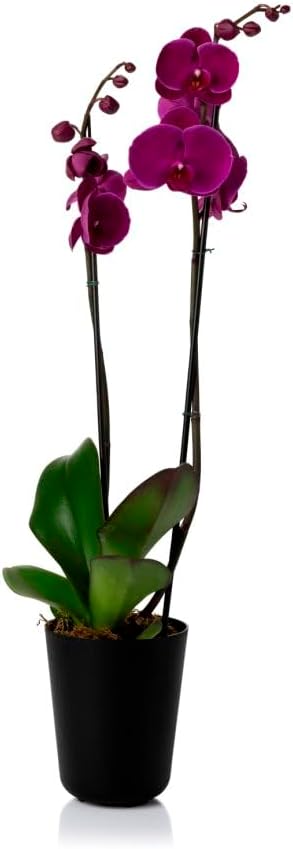 Cachepo DUE N5 Orquídea Pote 12-13,0 x 15,0 Preto 1 Cachepo DUE N5 Orquidea Pote 12 130 x 150 Preto