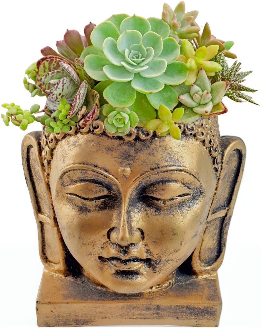 Cachepot para plantas Buda cabeça vaso decorativo resina 12 cm 1 Cachepot para plantas Buda cabeca vaso decorativo resina 12 cm