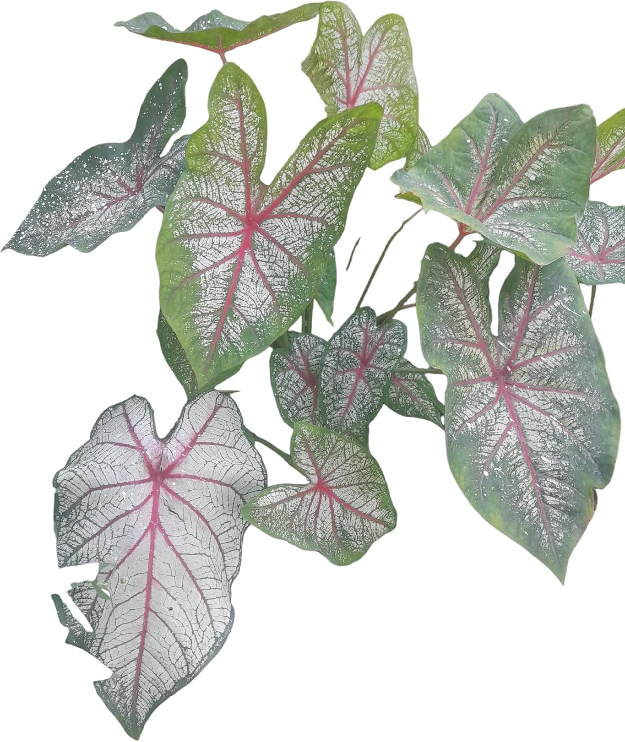 Caladium Coração Vermelho 40cm Linda! plantas naturais de decoração de casa - Mudas de plantas naturais 1 Caladium Coracao Vermelho 40cm Linda plantas naturais de decoracao de